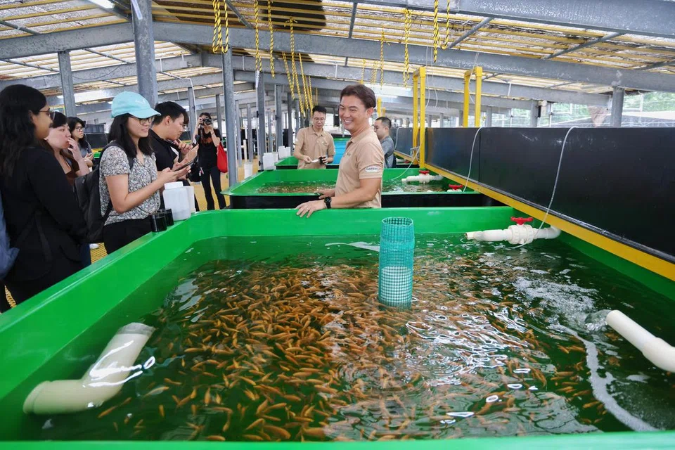 Akuakultur, ternakan ikan, tilapia