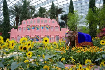 TEMPAT TARIKAN: Bunga matahari di ‘Flower Dome’ di Gardens by the Bay dipamerkan dengan latar belakang tempat tarikan terkenal di Jaipur, India, ‘Hawa Mahal’.