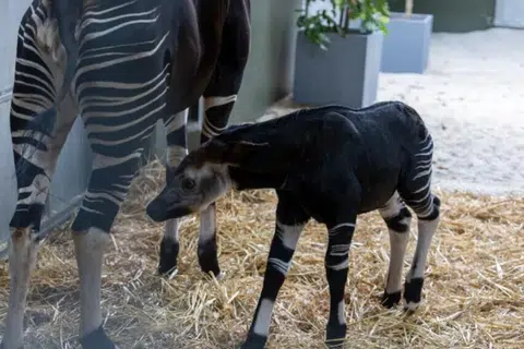 Pengunjung boleh melihat anak okapi itu secara langsung menerusi alat pemantau di kandangnya.