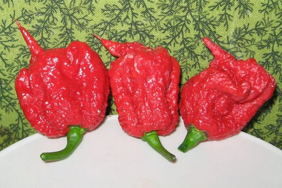 LADA PALING PEDAS: Lada Carolina Reaper merupakan cili paling pedas di dunia dengan bacaan skala Scoville lebih 2 juta SHU. - Foto DAVE THURBER 