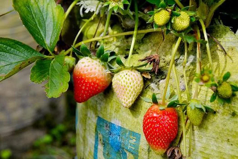 MENGGERAMKAN: Buah strawberi di ladang strawberi yang banyak terdapat di sekitar Bandung. Usah lupa mencubanya.
