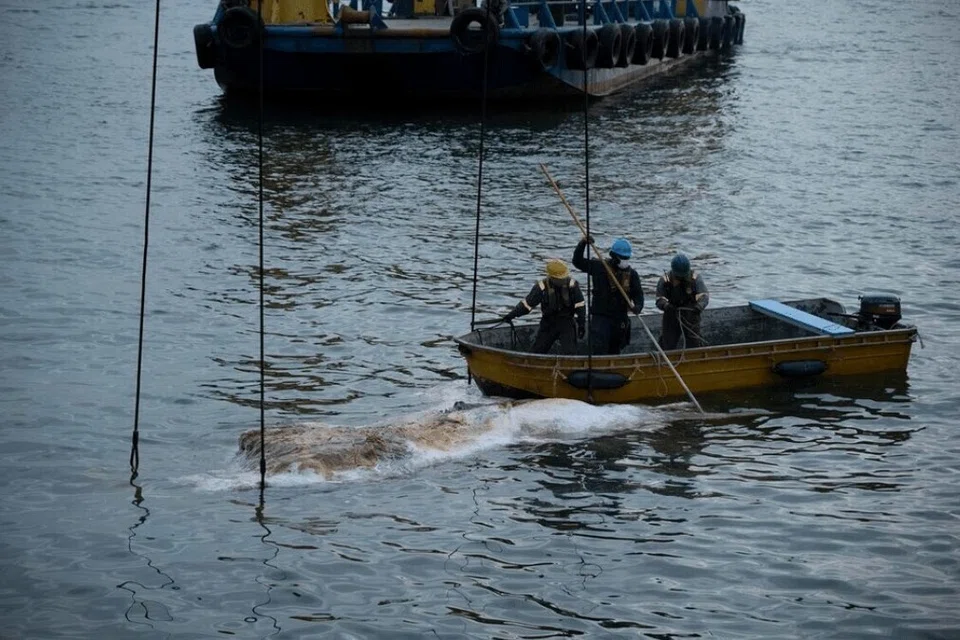 bangkai paus balin ditemui, perairan Singapura, 