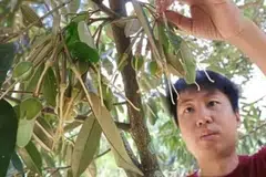 Pemilik dusun, Encik Tan Chee Keat, 35 tahun, berkata kira-kira 20 peratus pokok-pokoknya telah mula berbuah jauh lebih awal.