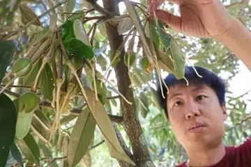 Pemilik dusun, Encik Tan Chee Keat, 35 tahun, berkata kira-kira 20 peratus pokok-pokoknya telah mula berbuah jauh lebih awal.