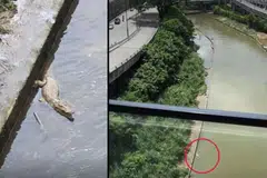 Tangkap layar video yang tular menunjukkan seekor buaya berkeliaran di sungai berhampiran pusat beli belah The Gardens Midvalley dan KL Eco City, di Kuala Lumpur, sejak petang 20 Februari.