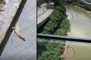 Tangkap layar video yang tular menunjukkan seekor buaya berkeliaran di sungai berhampiran pusat beli belah The Gardens Midvalley dan KL Eco City, di Kuala Lumpur, sejak petang 20 Februari.
