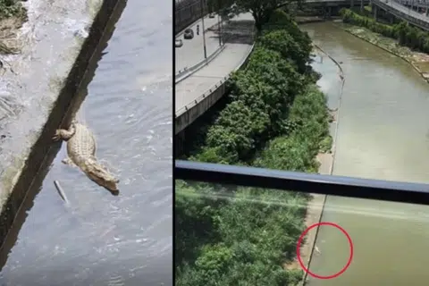 Tangkap layar video yang tular menunjukkan seekor buaya berkeliaran di sungai berhampiran pusat beli belah The Gardens Midvalley dan KL Eco City, di Kuala Lumpur, sejak petang 20 Februari.
