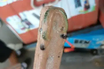 Seorang lelaki di Thailand terkejut mendapati ular dalam aiskrim kacang hitam yang dibelinya.