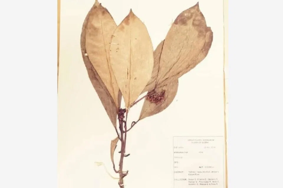 Spesies tumbuhan baharu dikenali sebagai ‘Ardisia condensiflora’ ditemui di Taman Bukit Tawau, Sabah pada 2014.
