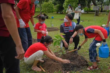 TANAM POKOK BERSAMA: Encik Chee Hong Tat (dua dari kanan) menyaksikan sebuah keluarga menanam pokok dalam satu acara di Taman Toa Payoh Town di Lorong 6 Toa Payoh semalam. Acara kerjasama CDAC dan NParks itu menyokong gerakan 'OneMillionTrees'. - Foto BH oleh MARK CHEONG
