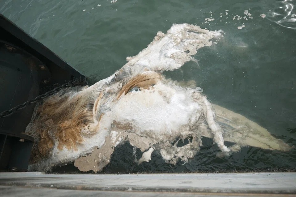 Menurut Muzium Sejarah Alam Semula Jadi Lee Kong Chian NUS, punca kematian ikan paus itu masih dikaji dan belum dapat dipastikan.