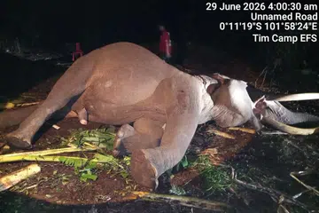 gajah sumatera