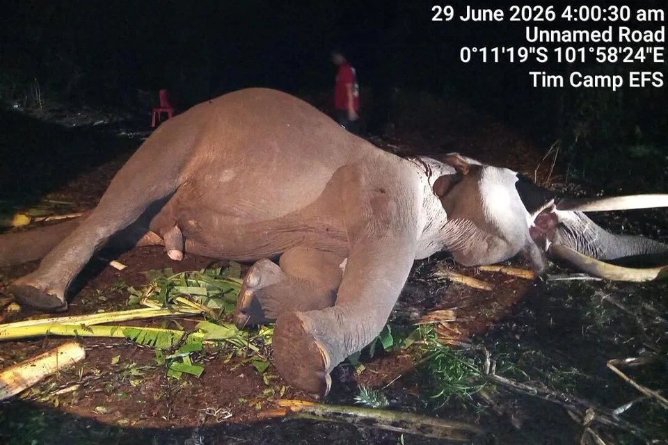 gajah sumatera
