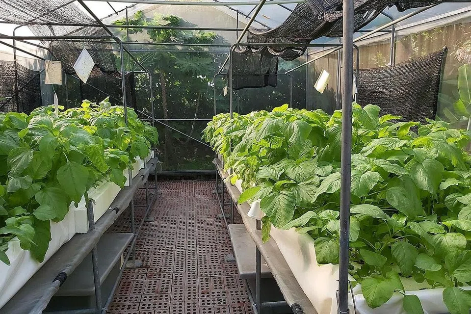 SOKONGAN BUAT MANGSA: Keperluan asas klien di Casa Raudha disediakan, seperti tempat tidur dan peralatan memasak dan mencuci pakaian. Klien juga boleh berkebun di kebun hidroponik (gambar atas) sebagai sebahagian terapi mereka. - Foto CASA RAUDHA