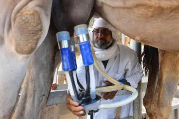 Tunisia, susu, unta