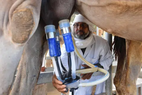 Tunisia, susu, unta