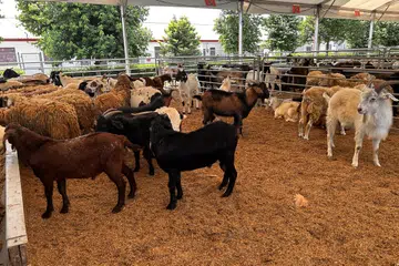 Antara lokasi tumpuan warga Singapura sempena Aidiladha adalah di Osman Goat Farm di Kangkar Tebrau, Johor Bahru, dengan mereka boleh memilih sendiri kambing yang mereka inginkan.