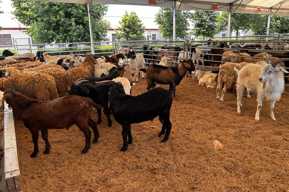 Antara lokasi tumpuan warga Singapura sempena Aidiladha adalah di Osman Goat Farm di Kangkar Tebrau, Johor Bahru, dengan mereka boleh memilih sendiri kambing yang mereka inginkan.