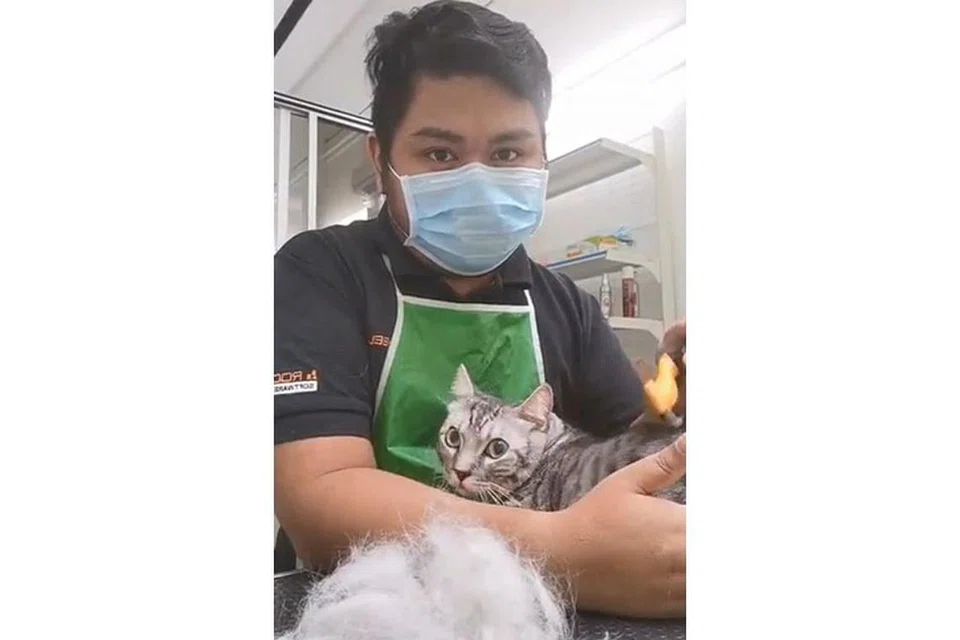 MASA 'PURRFECT': Menurut Encik Afiq Asyrani Azhar, beliau bersyukur dapat meneruskan khidmat dandanan kucing buat sementara ini. - Foto ihsan AFIQ ASYRANI AZHAR