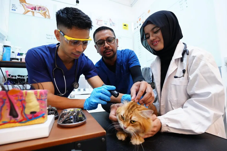 (Dari kiri) Teknisyen penjagaan haiwan, Encik Ilyas Fergo Junaidi bersama abangnya; pengasas KAET, Encik Ibrahim Fergo Junaidi; dan teknisyen penjagaan haiwan kanan, Cik Hanis Shameen Mohamed Feroz, sedang menilai tahap kesihatan kucing di pusat penjagaan kucing KAET di Centropod, berhampiran Geylang Serai.