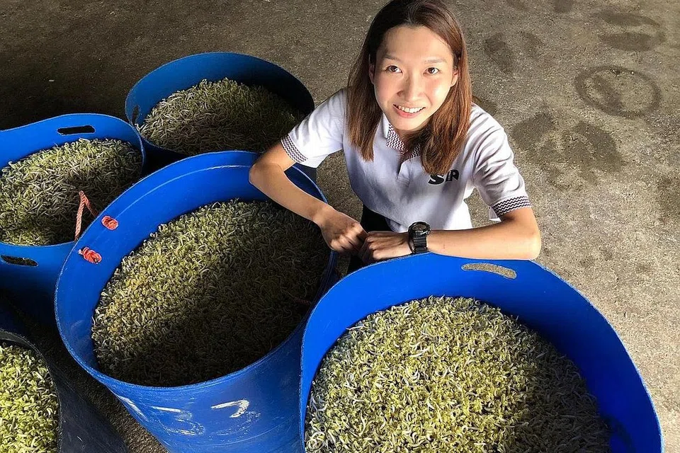 TINGKATKAN HASIL TANAMAN: Pengurus ladang Ser Poh Farm, Cik Jean Woon telah menetapkan sasaran untuk menggandakan hasil pengeluaran tauge dengan menggunakan sistem teknologi canggih sebelum syarikat itu berpindah ke tapak baru di Sungei Tengah menjelang tahun depan. - Foto AGENSI MAKANAN SINGAPURA
