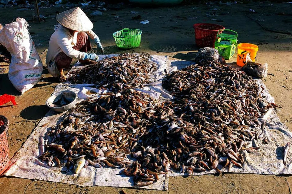 ASINGKAN IKAN: Pekerja kampung nelayan gigih mengasingkan jenis ikan untuk dijual di pasar.
