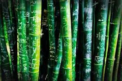 Pihak perbandaran mendapati kira-kira 350 pokok buluh di laluan hutan buluh di Arashiyama Kyoto, Jepun, telah rosak dek grafiti sejak musim bunga 2025.