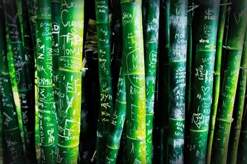 Pihak perbandaran mendapati kira-kira 350 pokok buluh di laluan hutan buluh di Arashiyama Kyoto, Jepun, telah rosak dek grafiti sejak musim bunga 2025.
