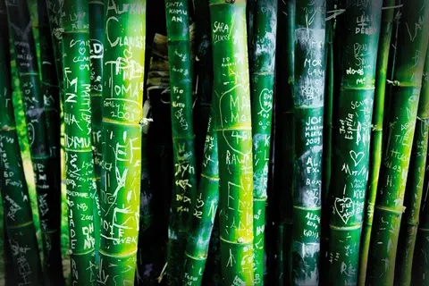 Pihak perbandaran mendapati kira-kira 350 pokok buluh di laluan hutan buluh di Arashiyama Kyoto, Jepun, telah rosak dek grafiti sejak musim bunga 2025.