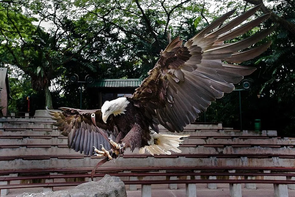 SUZY, 25 TAHUN: Burung helang botak Amerika ini agak agresif dan sedikit 'drama queen'. Ia cuba tunjukkan dominasi melalui terkaman main-main. Meskipun ia helang laut, Suzy tidak suka ikan salmon dan lebih suka makan ayam dan tikus. 