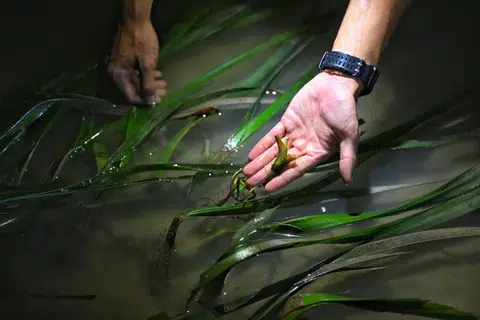 Salah seorang yang bertugas di projek itu menunjukkan bunga betina pada sejenis rumput laut yang terdapat di perairan Taman East Coast.