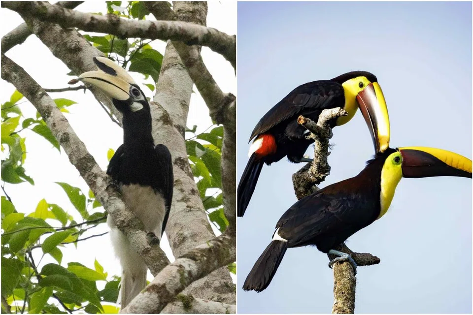 Pelajar akan lebih mengetahui tentang hidupan liar asli Singapura, seperti burung enggang (kiri), spesies tempatan yang setara dengan burung tukan, yang terkenal dan hanya boleh ditemui di benua Amerika.