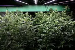 Pokok ganja di dalam sebuah premis penjualan ganja di Bangkok pada 26 Jun 2025. Pemilik kedai ganja dan aktivis di Thailand pada tarikh yang sama menyuarakan bantahan terhadap rancangan baharu kerajaan untuk mengetatkan peraturan penjualan ganja, yang bakal memerlukan kelulusan doktor.