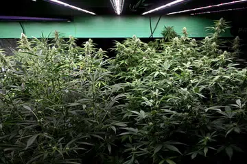 Pokok ganja di dalam sebuah premis penjualan ganja di Bangkok pada 26 Jun 2025. Pemilik kedai ganja dan aktivis di Thailand pada tarikh yang sama menyuarakan bantahan terhadap rancangan baharu kerajaan untuk mengetatkan peraturan penjualan ganja, yang bakal memerlukan kelulusan doktor.