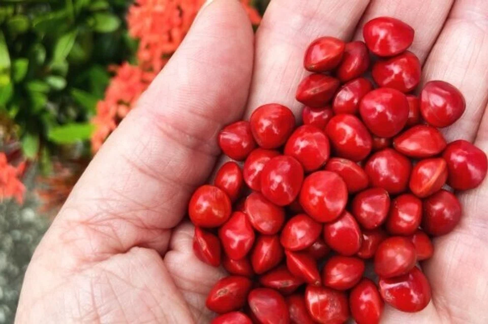 Semua bentuk dan saiz biji saga kendiri adalah sama.