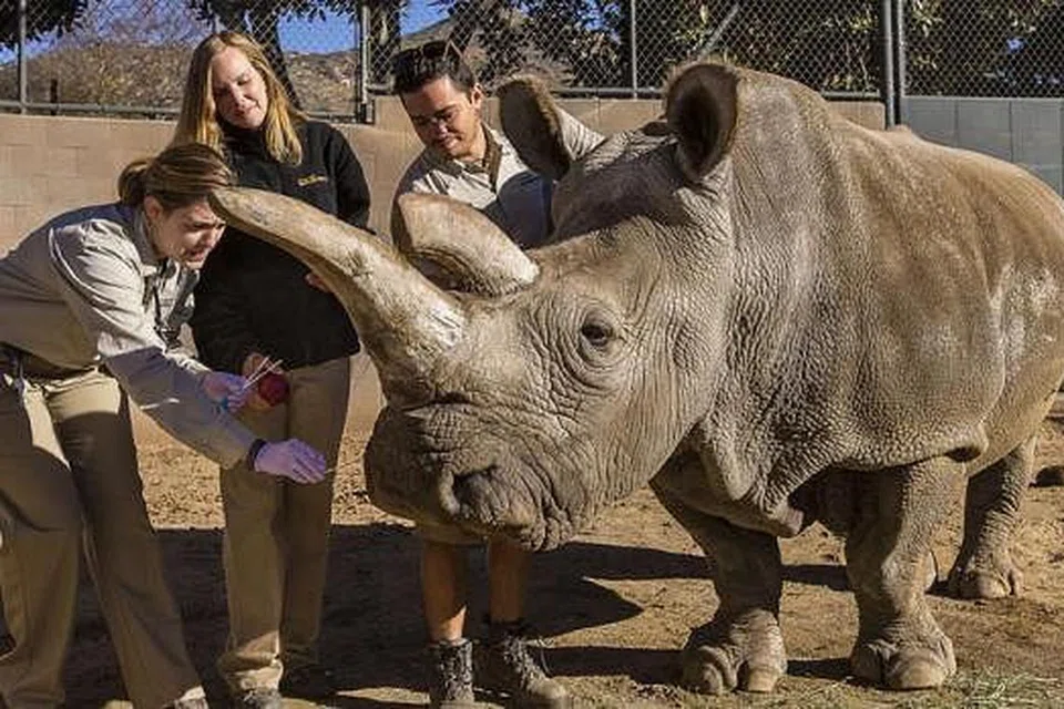 RAWAT BADAK SUMBU PUTIH: Sekumpulan pakar haiwan merawat badak sumbu yang terdapat di Taman Haiwan San Diego, Amerika. Taman itu mempunyai 4,000 binatang daripada 800 spesis.