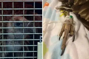 Burung hering Himalaya ini diselamatkan oleh Acres  pada 11 Januari dan disahkan mati pada 15 Januari selepas keadaan kesihatannya merosot dengan cepat.