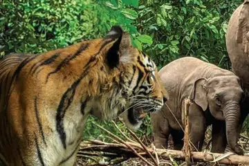 Konflik kemusnahan habitat semula jadi hidupan liar perlu ditangani segera, elak serangan gajah, harimau semakin meluas bukan saja di kawasan kampung, tetapi juga ke kawasan bandar di Malaysia.
