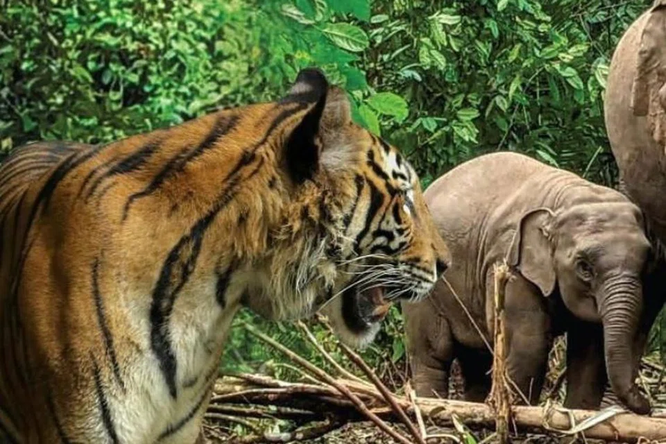 Konflik kemusnahan habitat semula jadi hidupan liar perlu ditangani segera, elak serangan gajah, harimau semakin meluas bukan saja di kawasan kampung, tetapi juga ke kawasan bandar di Malaysia.