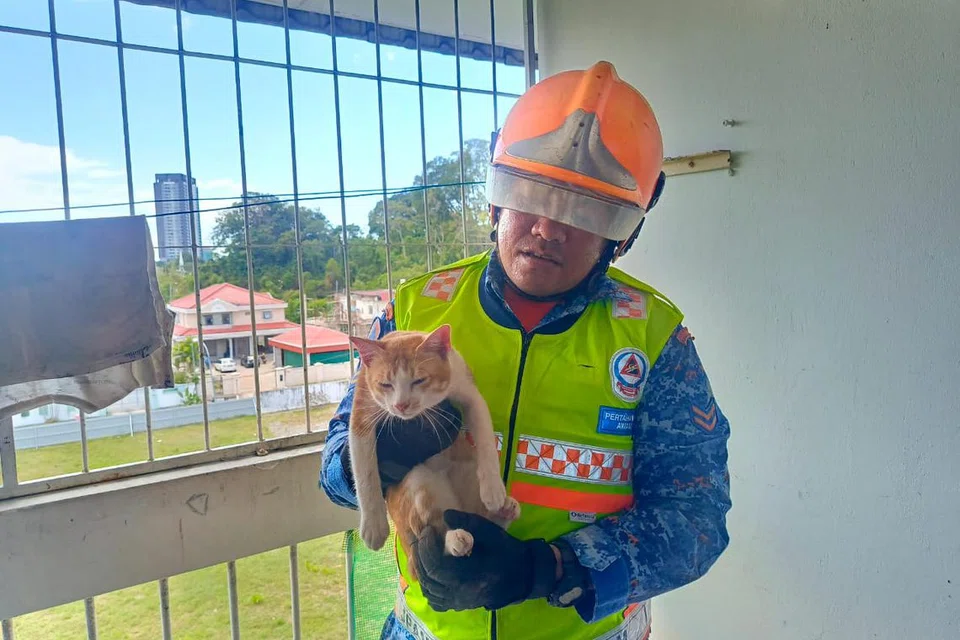 Seorang anggota APM mendukung kucing selepas mengeluarkannya daripada dinding.
