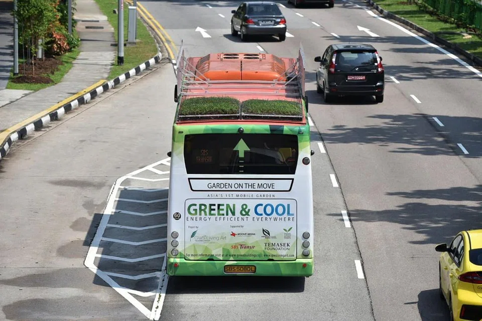 'BUMBUNG HIJAU': Keberkesanan 'kebun bumbung' bas akan diketahui akhir kajian tiga bulan ini, yang libatkan 10 bas SBS Transit berkhidmat di Toa Payoh, Tampines dan Orchard Road. - Foto BH oleh JASMINE CHOONG