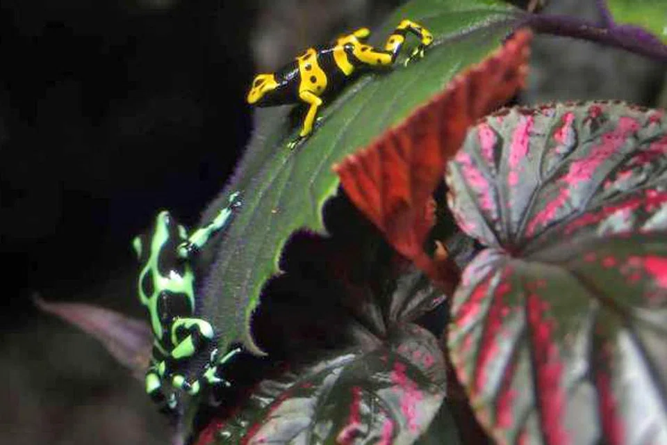 KOLEKSI MENARIK: Spesies menakjubkan - katak panah racun - pelbagai warna yang boleh dilihat di akuarium di Resorts World Sentosa, termasuk pencelupan, biru dan spesies Amazon. Anak katak bersaiz ibu jari adalah amfibia pertama yang akan dipamerkan di akuarium yang mempunyai koleksi 100,000 haiwan daripada 800 spesies itu. - Foto SPH