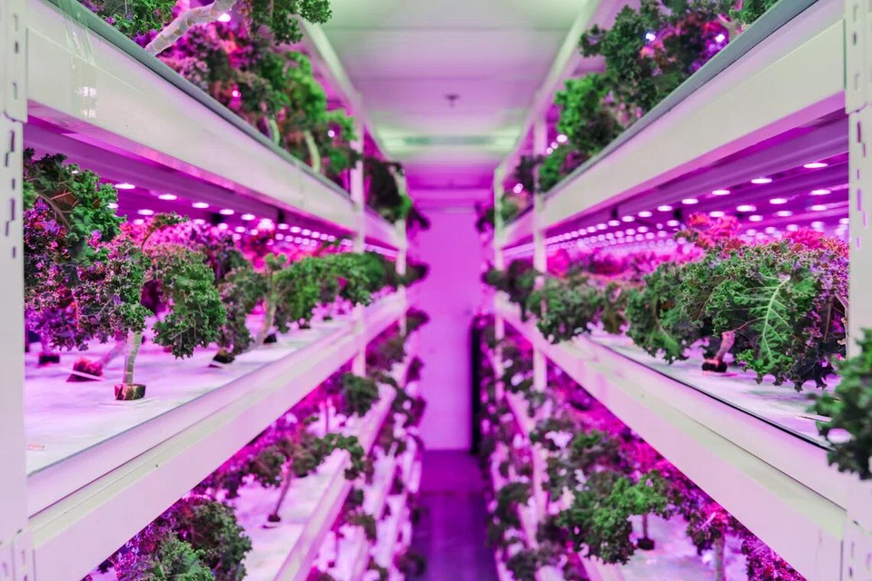 Grace Fu, pertanian, sasaran baru