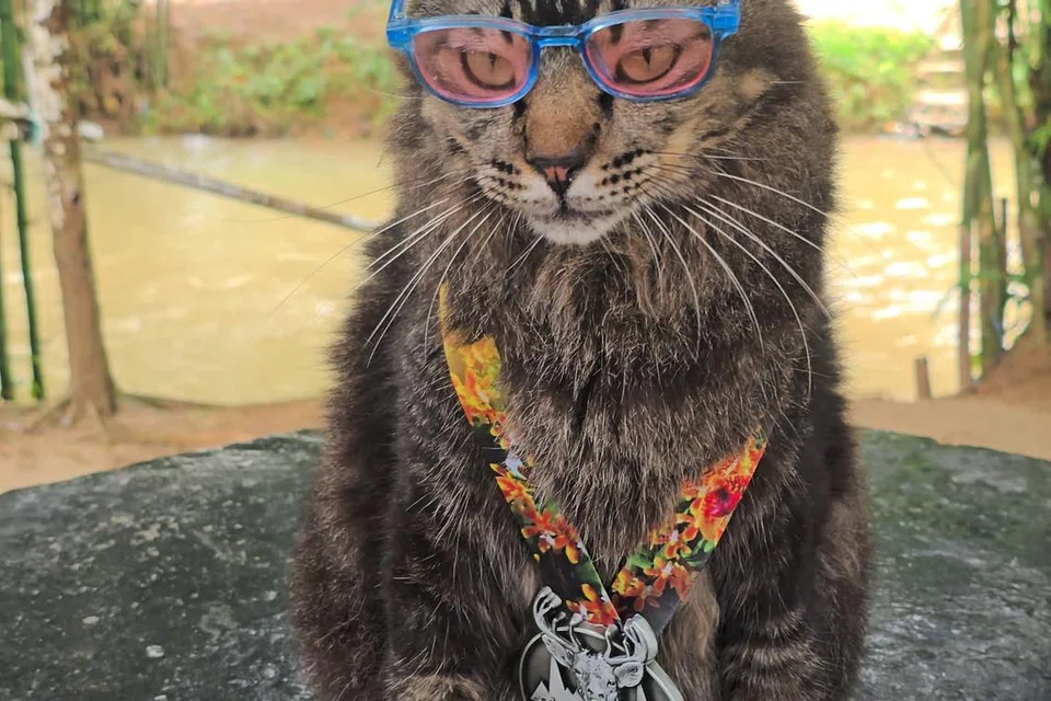 Berkaca mata biru, dengan pingat terbarunya, Jibek selesai satu lagi acara maraton, The Baling Magnificent, di Kedah.