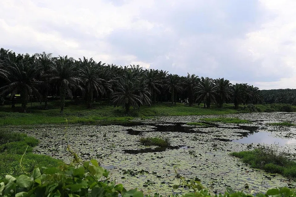 SUMBER PENCEMARAN: GANTUNG RAWAT AIR: Sumber utama pencemaran ammonia ialah sisa ladang ternakan, pelepasan sisa kilang kelapa sawit dan larut resapan dari tapak pelupusan sampah. Apabila kolam sisa kilang kelapa sawit Sedenak roboh April lalu, kandungan ammonianya mengalir ke Sungai Sayong, menyebabkan operasi loji rawatan air digantung.