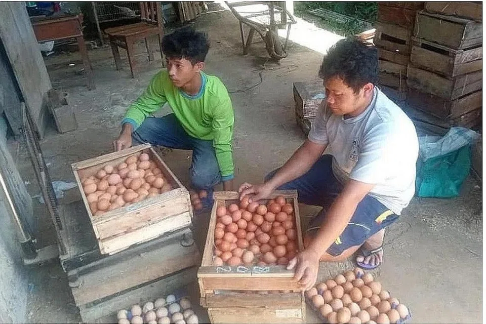 KUTIP TELUR: Seorang pekerja di lad ang ternakan telur ayam yang dimiliki Encik Suwardi di Kendal, Jawa Tengah, sedang mengumpul telur dengan ladang itu dapat menghasilkan kira-kira 300 kilogram telur sehari. - Foto ihsan SUWARDI