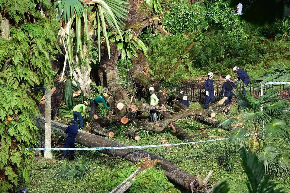 MENGEJUTKAN: Pokok tembusu tumbang di Kebun Bunga Singapura semalam sekitar 4.30 petang. -