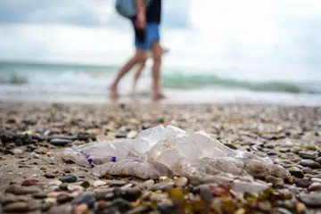 MANGSA BAHANG: Bangkai obor-obor laut jenis Rhizostoma ini ditemui di pantai Pinedo, Valencia awal bulan ini. Ratusan lagi kehidupan laut telah ditemui di pantai-pantai di Eropah kebelakangan ini. Pakar berkata suhu laut Mediterranean yang mencapai tahap rekod dengan gelombang haba melanda Eropah telah menyebabkan keadaan ini. 