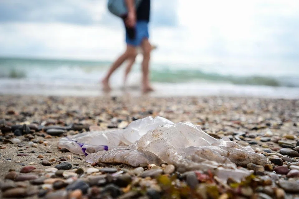 MANGSA BAHANG: Bangkai obor-obor laut jenis Rhizostoma ini ditemui di pantai Pinedo, Valencia awal bulan ini. Ratusan lagi kehidupan laut telah ditemui di pantai-pantai di Eropah kebelakangan ini. Pakar berkata suhu laut Mediterranean yang mencapai tahap rekod dengan gelombang haba melanda Eropah telah menyebabkan keadaan ini. 