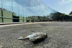 NTU, sparrowhawk, Project Avigate